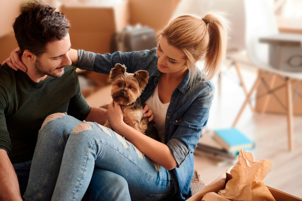 mudanza con perros